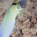 jawfish_yellowhead_dd_fc_v_0246_tci1445.jpg